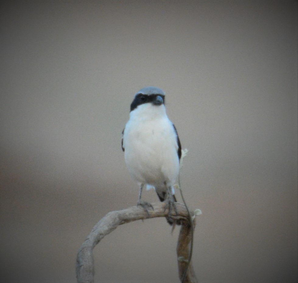 Southern Grey Shrike